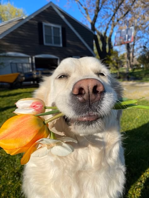 Original Luna the Labrador